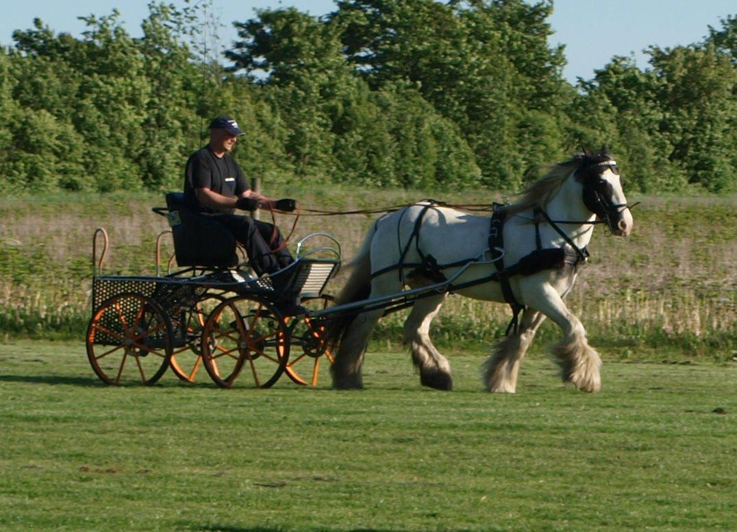 Irish Cob Beer's Paddy billede 16