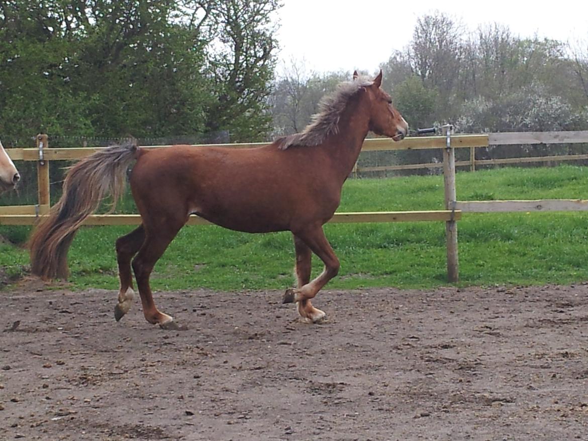 Anden særlig race Kjeldsminde Suprice (Ide´Fix) billede 1