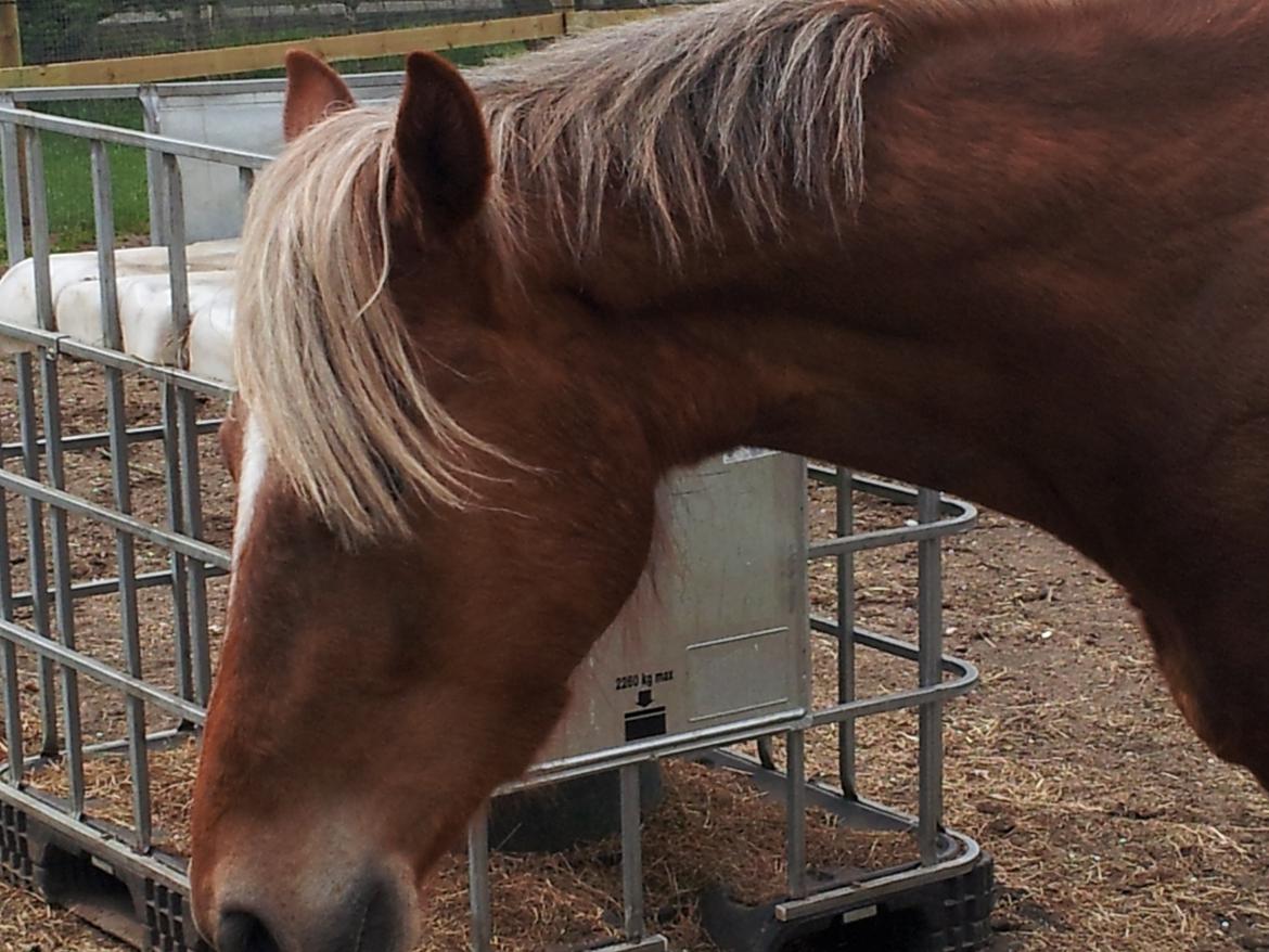 Anden særlig race Kjeldsminde Suprice (Ide´Fix) billede 2