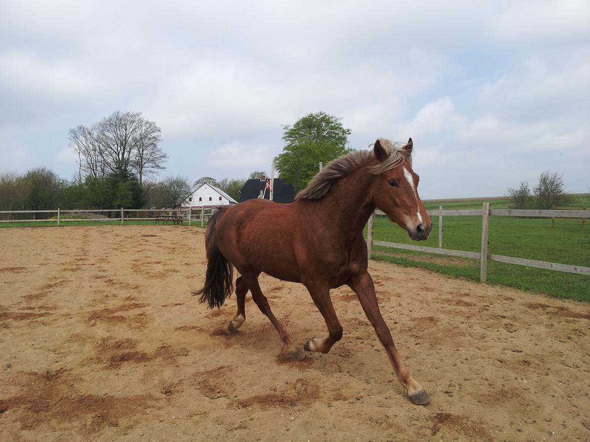 Anden særlig race Kjeldsminde Suprice (Ide´Fix) billede 3