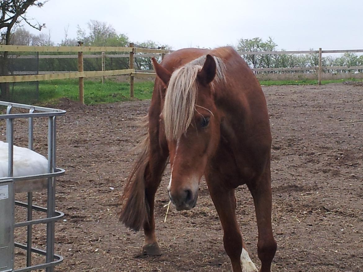 Anden særlig race Kjeldsminde Suprice (Ide´Fix) billede 4