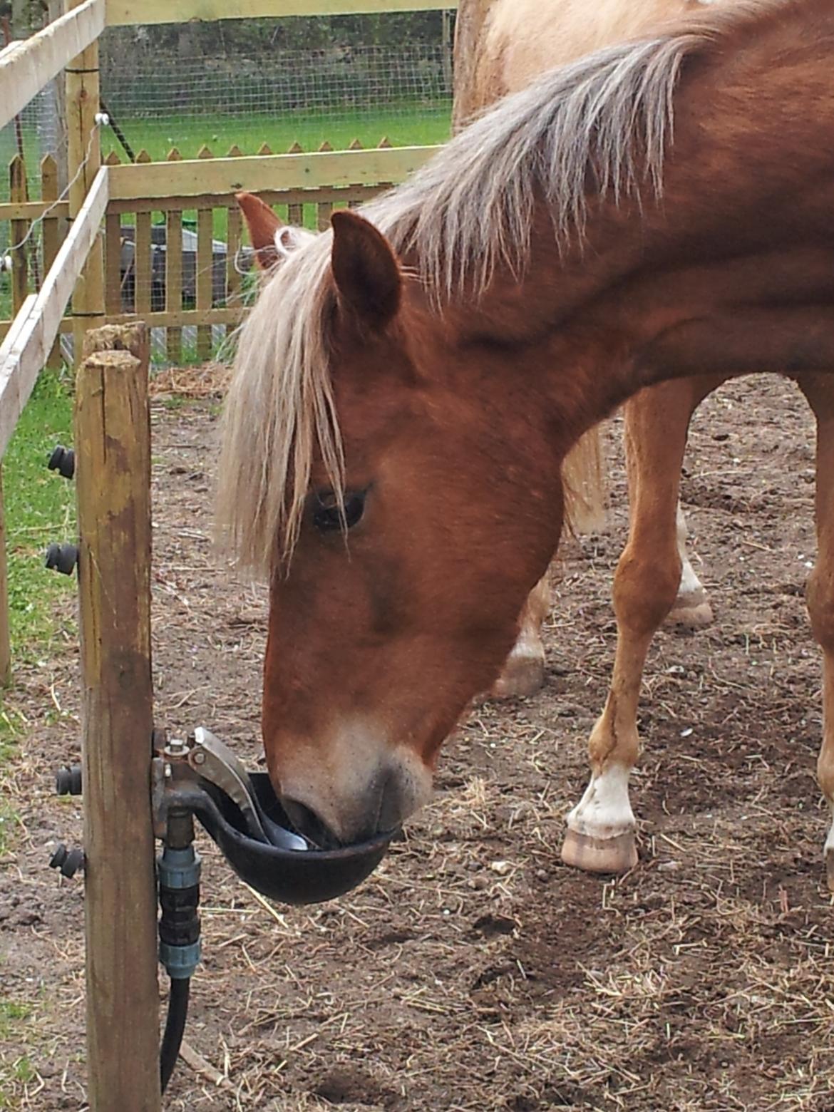 Anden særlig race Kjeldsminde Suprice (Ide´Fix) billede 5