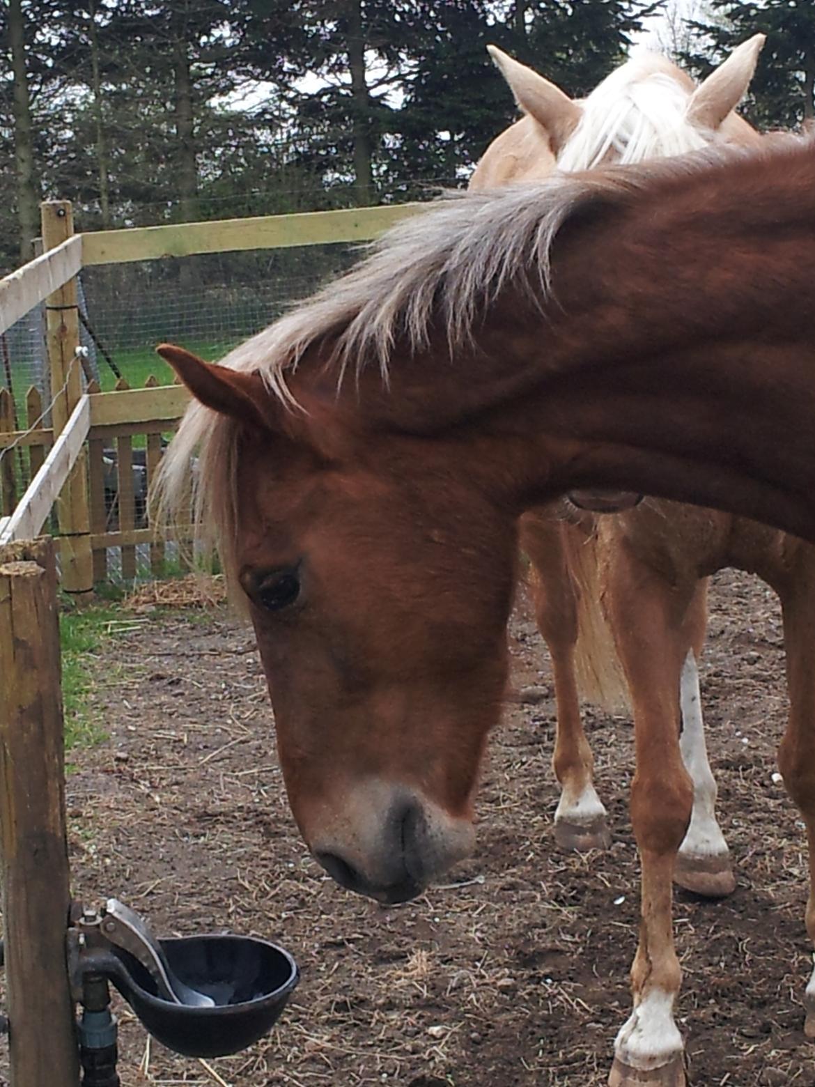 Anden særlig race Kjeldsminde Suprice (Ide´Fix) billede 6