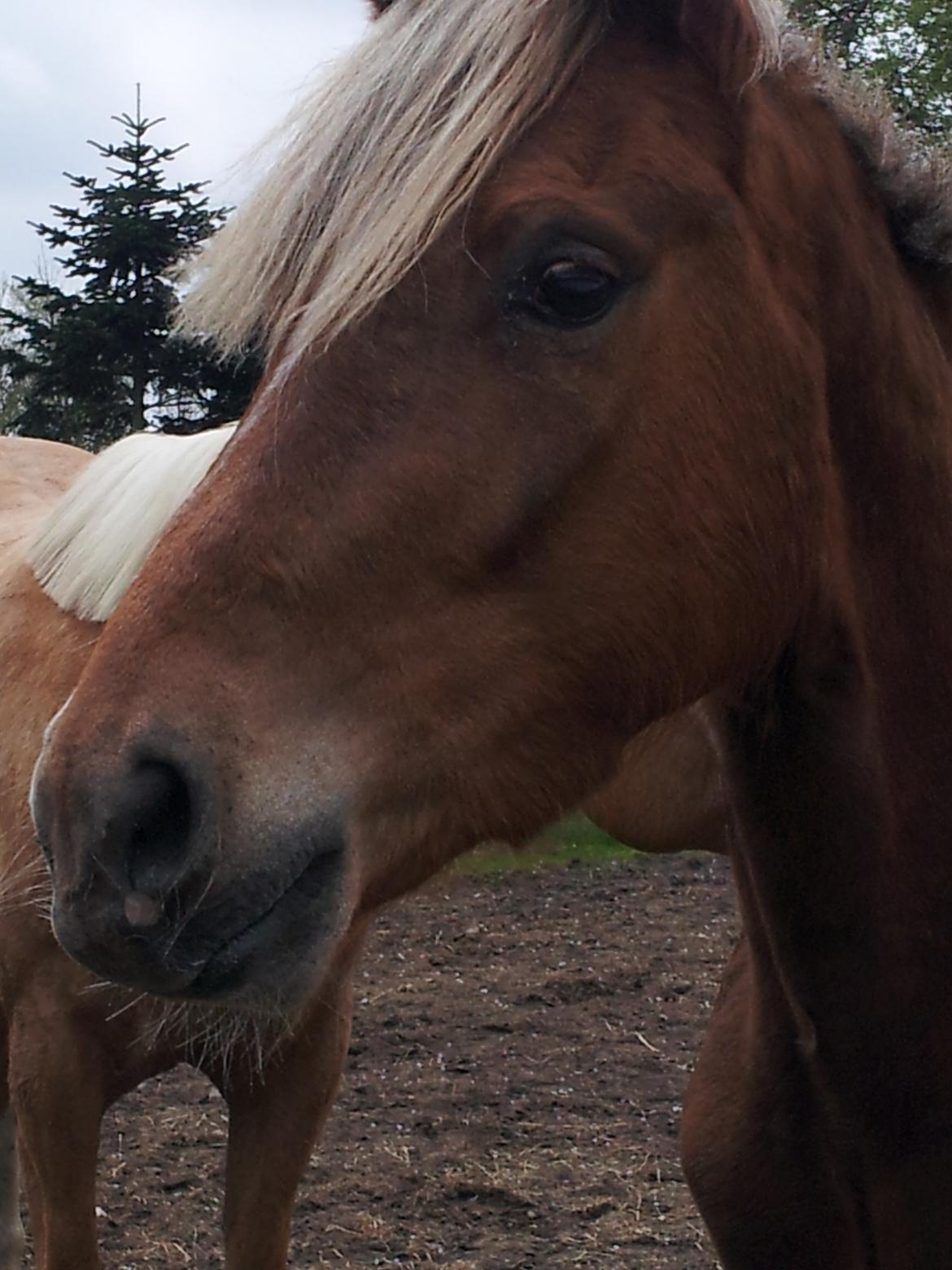 Anden særlig race Kjeldsminde Suprice (Ide´Fix) billede 7
