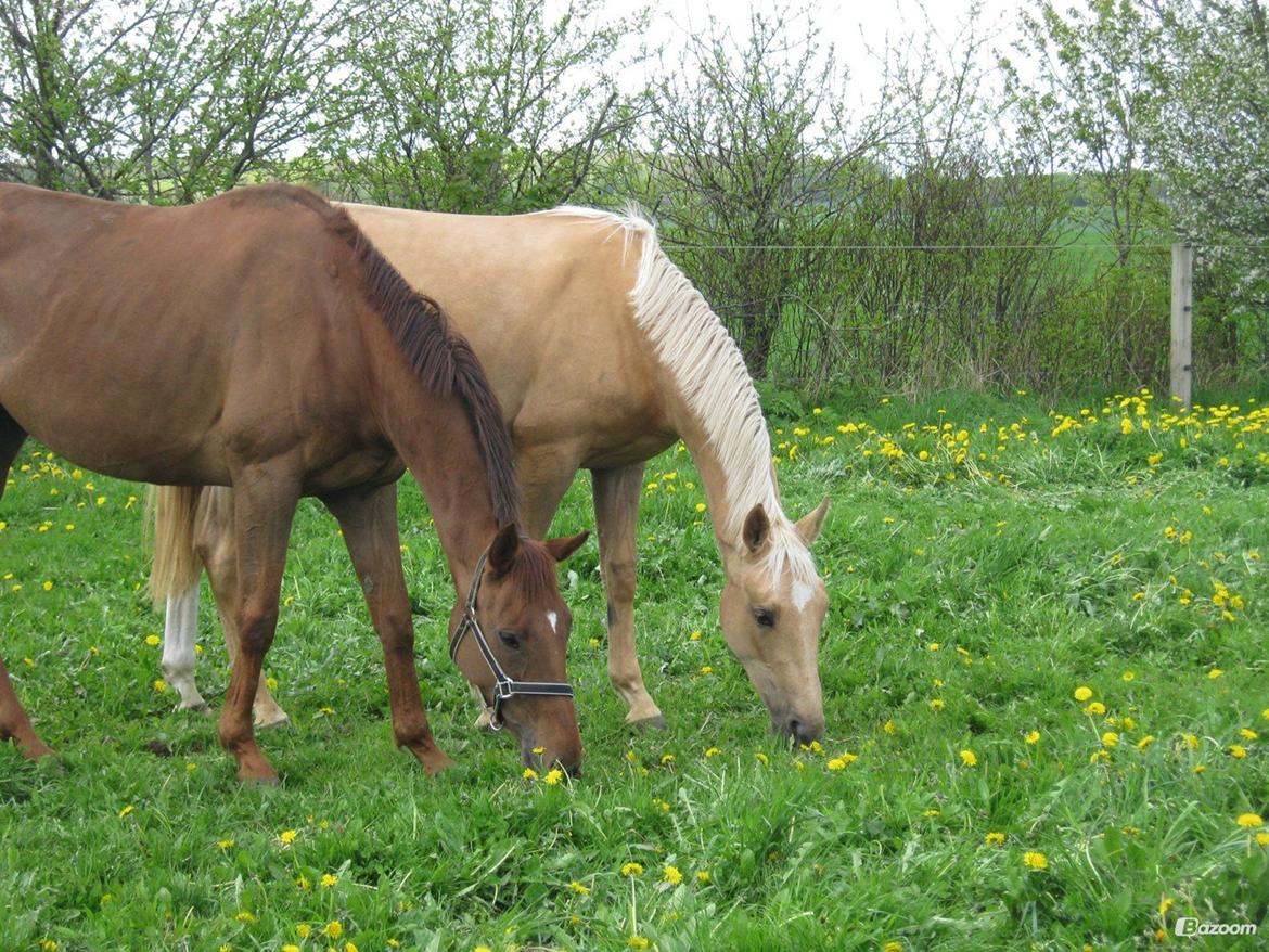 Anden særlig race Kjeldsminde Suprice (Ide´Fix) billede 8