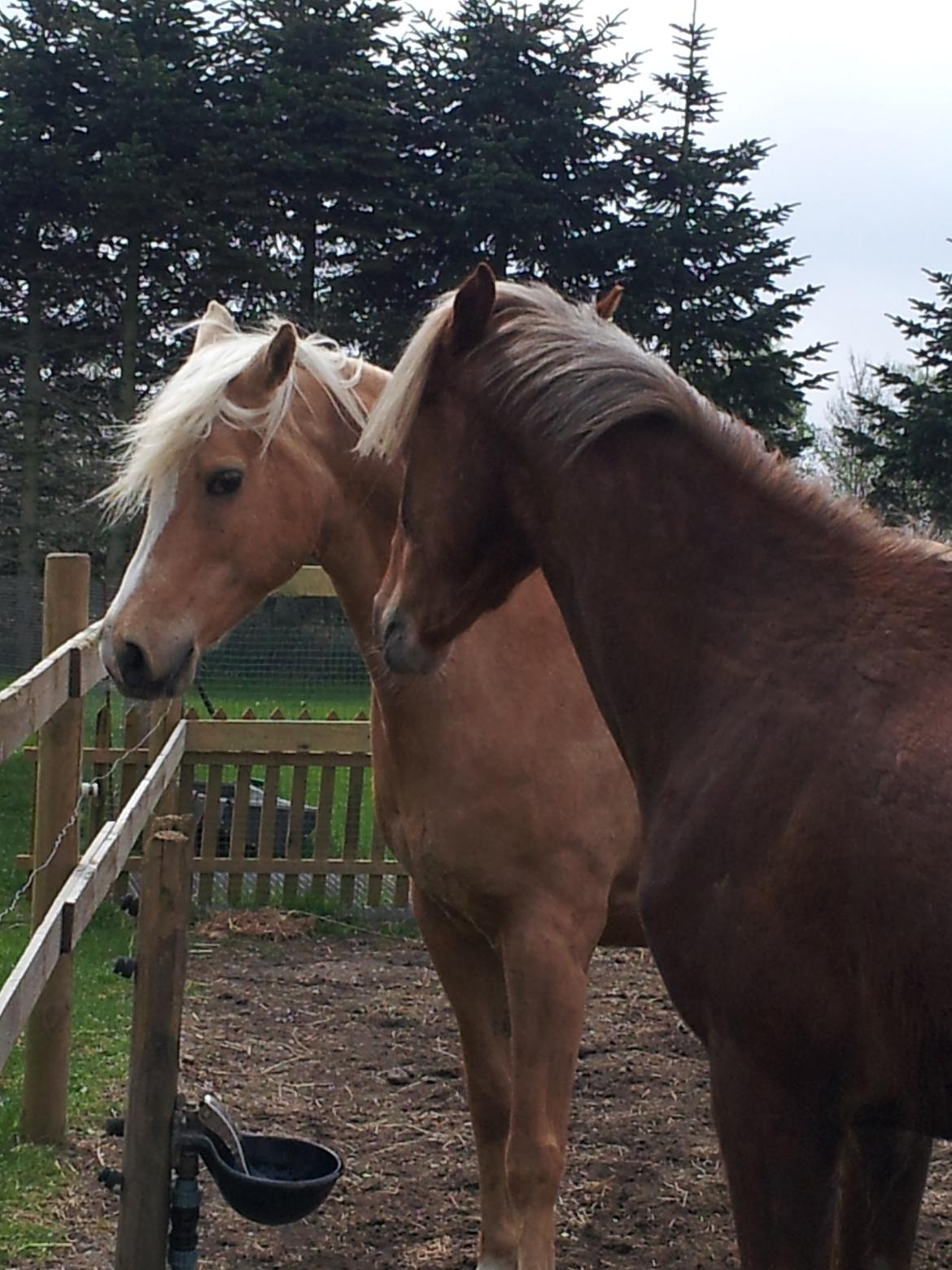 Anden særlig race Kjeldsminde Suprice (Ide´Fix) billede 9