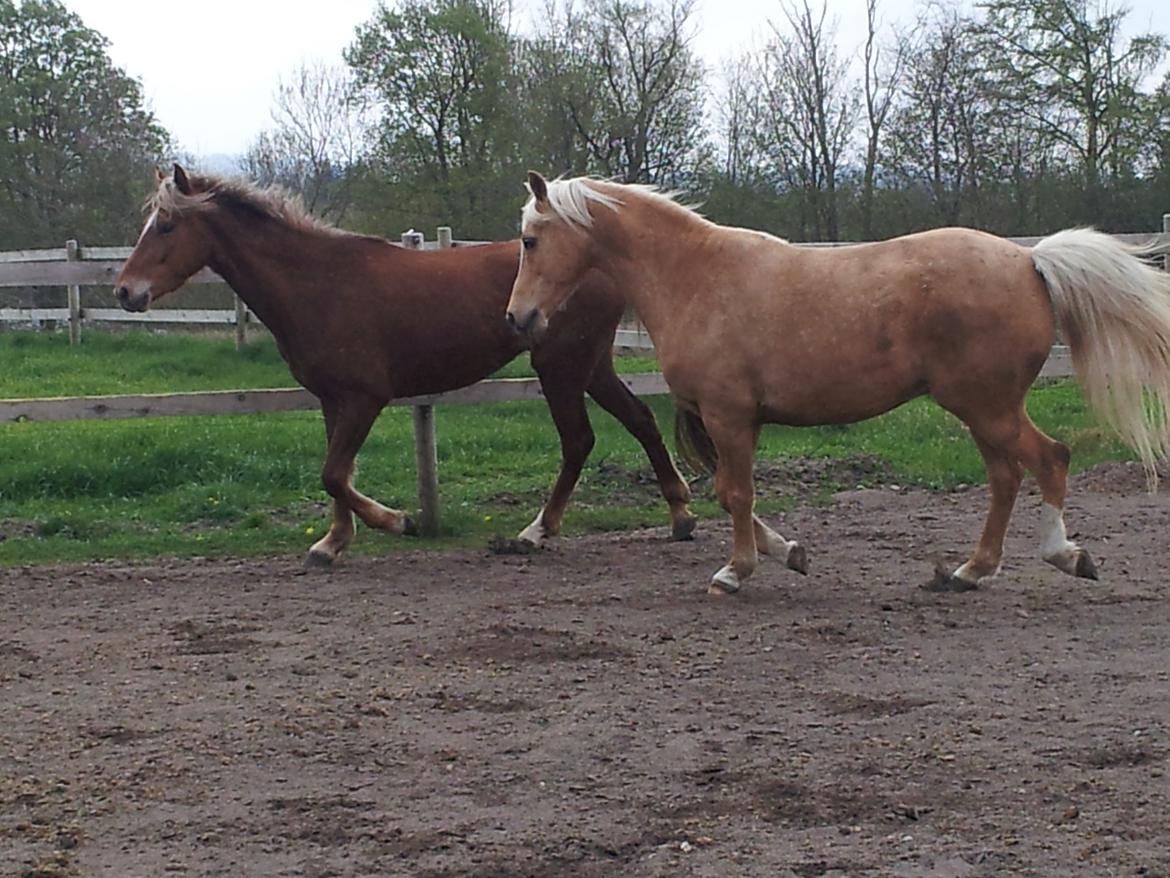 Anden særlig race Kjeldsminde Suprice (Ide´Fix) billede 10