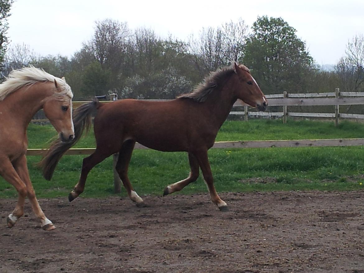 Anden særlig race Kjeldsminde Suprice (Ide´Fix) billede 11