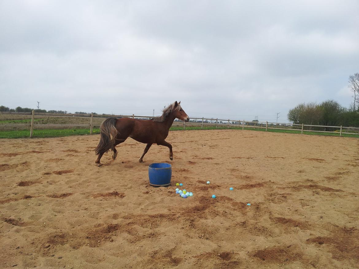 Anden særlig race Kjeldsminde Suprice (Ide´Fix) billede 12