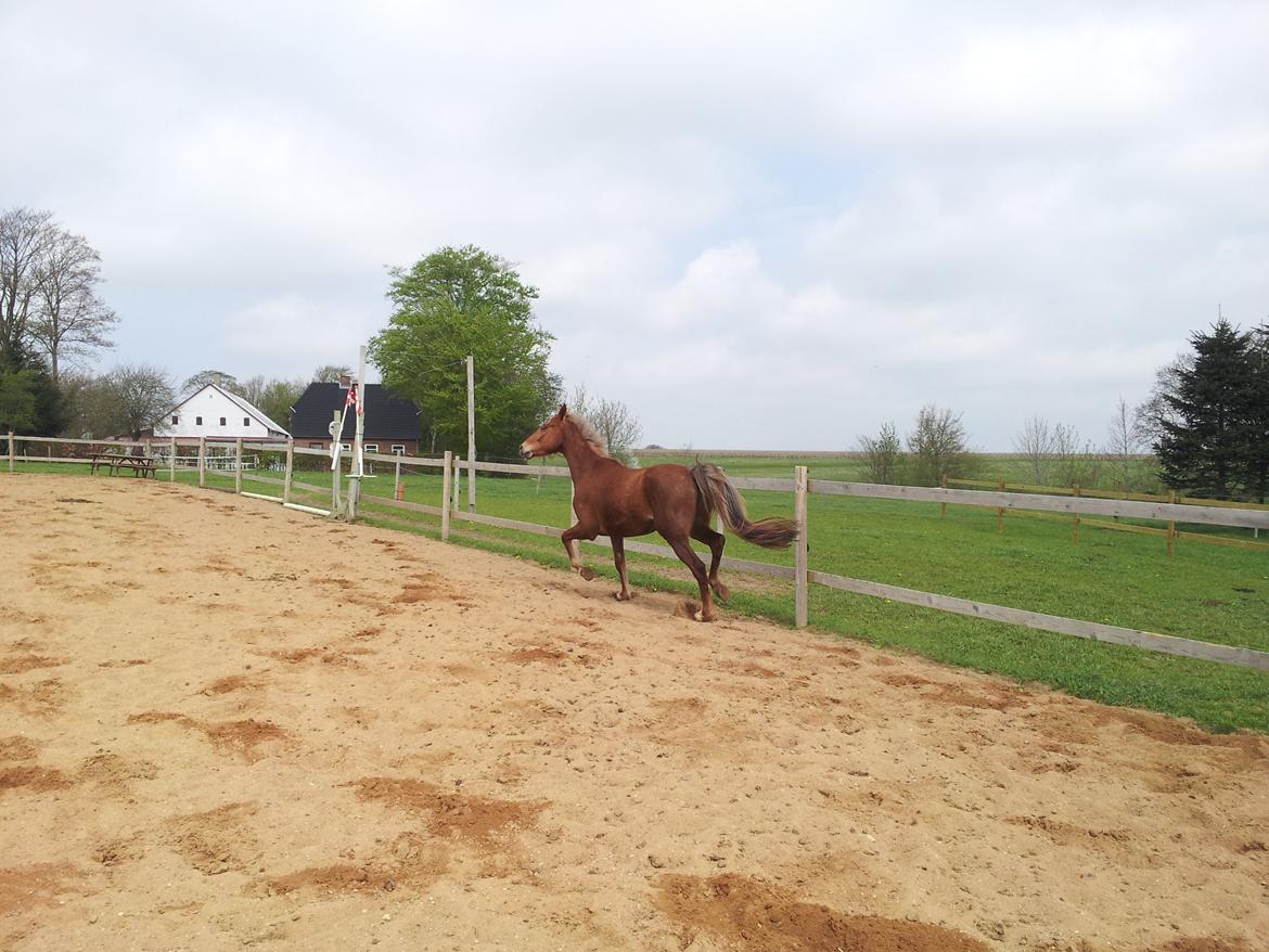 Anden særlig race Kjeldsminde Suprice (Ide´Fix) billede 13