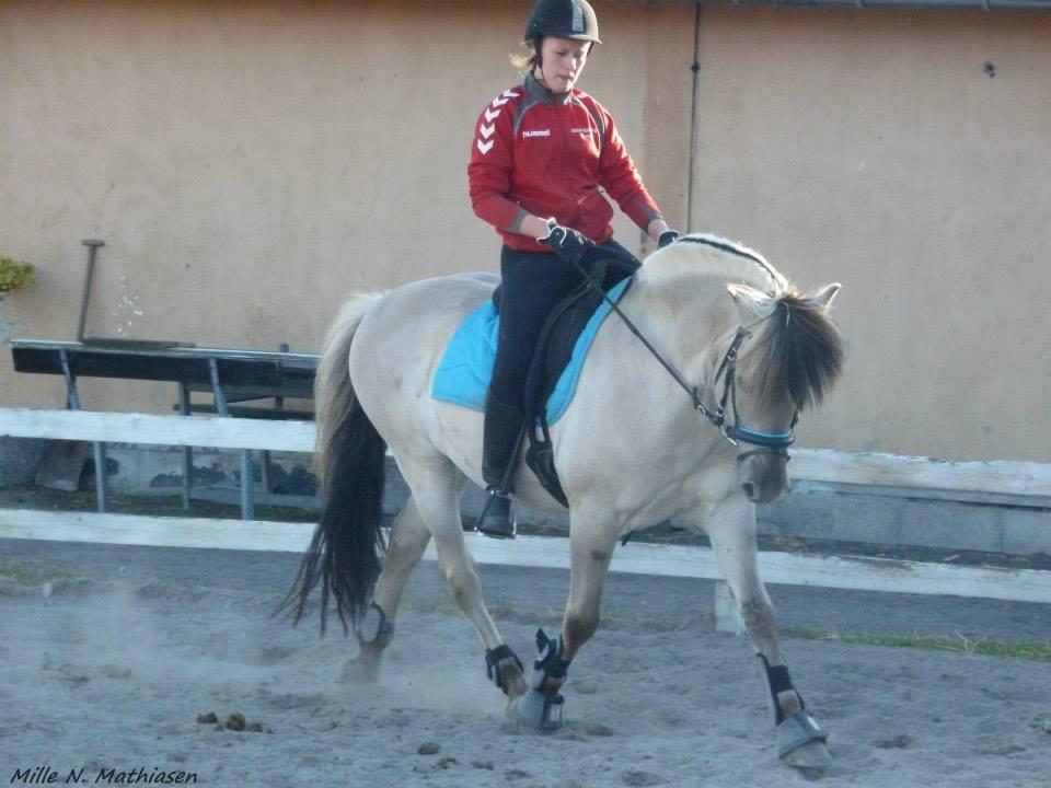 Fjordhest Hashagen's D-Mark - Dressur træning d. 3. Juni 2013, på efterskolen. Han er simpelthen blevet så fin! billede 19
