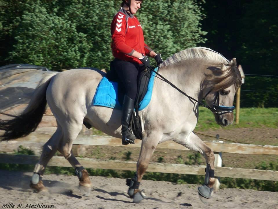 Fjordhest Hashagen's D-Mark - Dressur træning d. 3. Juni 2013, på efterskolen. Han er simpelthen blevet så fin billede 3
