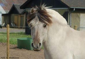 Fjordhest Hashagen's D-Mark - Folden 2. Juni 2013, på efterskolen. billede 20
