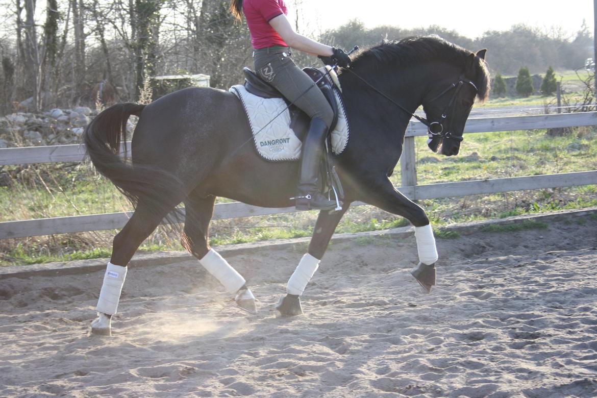 New Forest Elmholts Faust - nyt billede 18