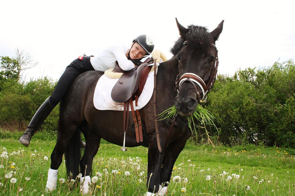 New Forest Elmholts Faust - verden sødeste pony! billede 20