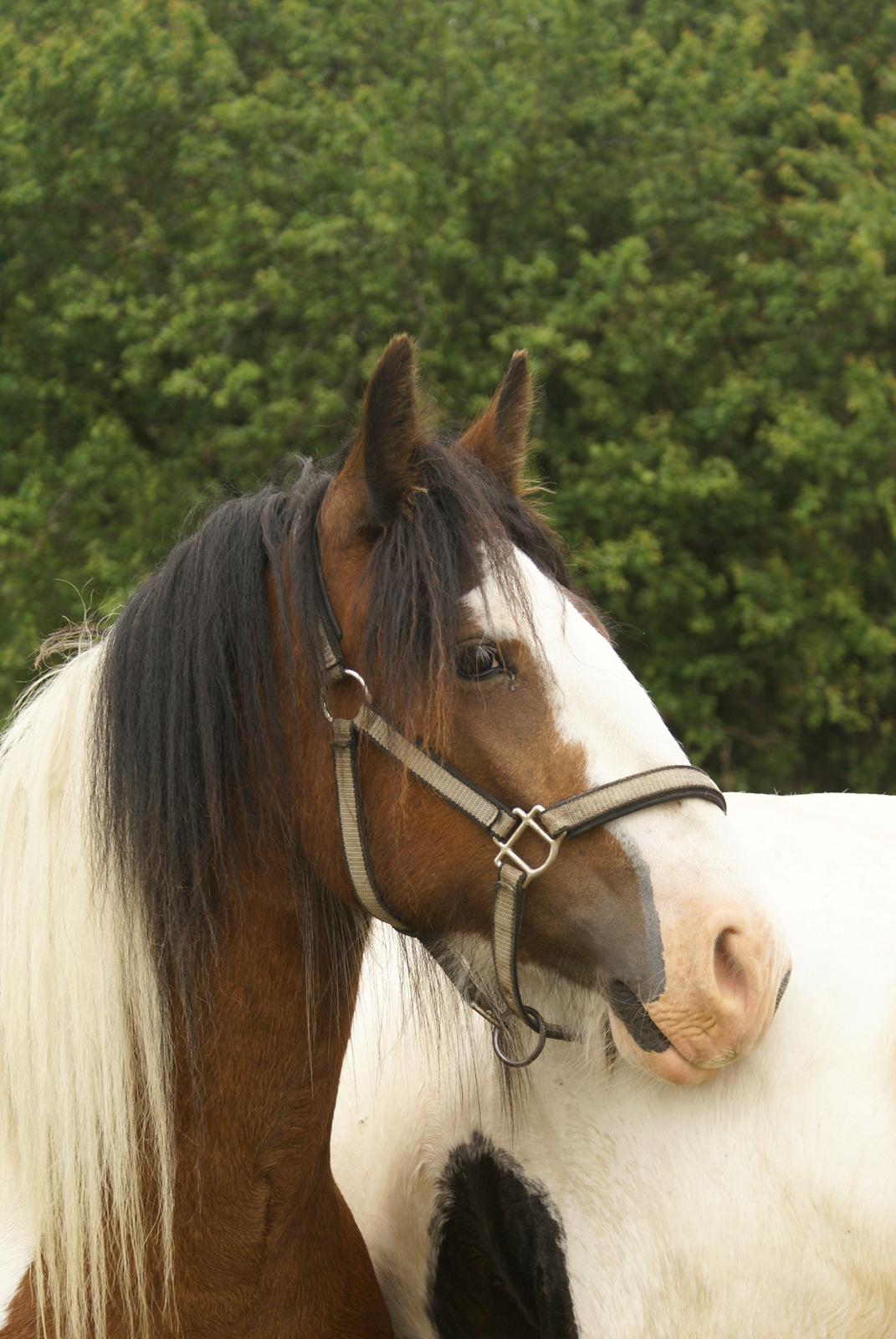 Irish Cob Fenella billede 4