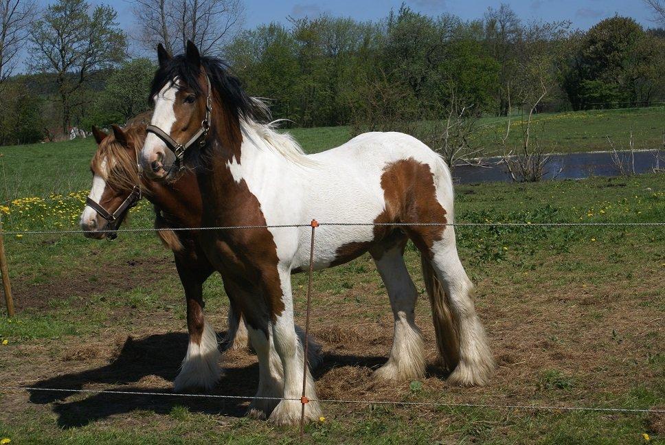 Irish Cob Fenella billede 2