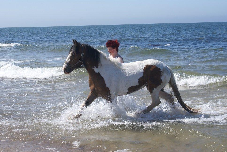 Irish Cob Fenella billede 3