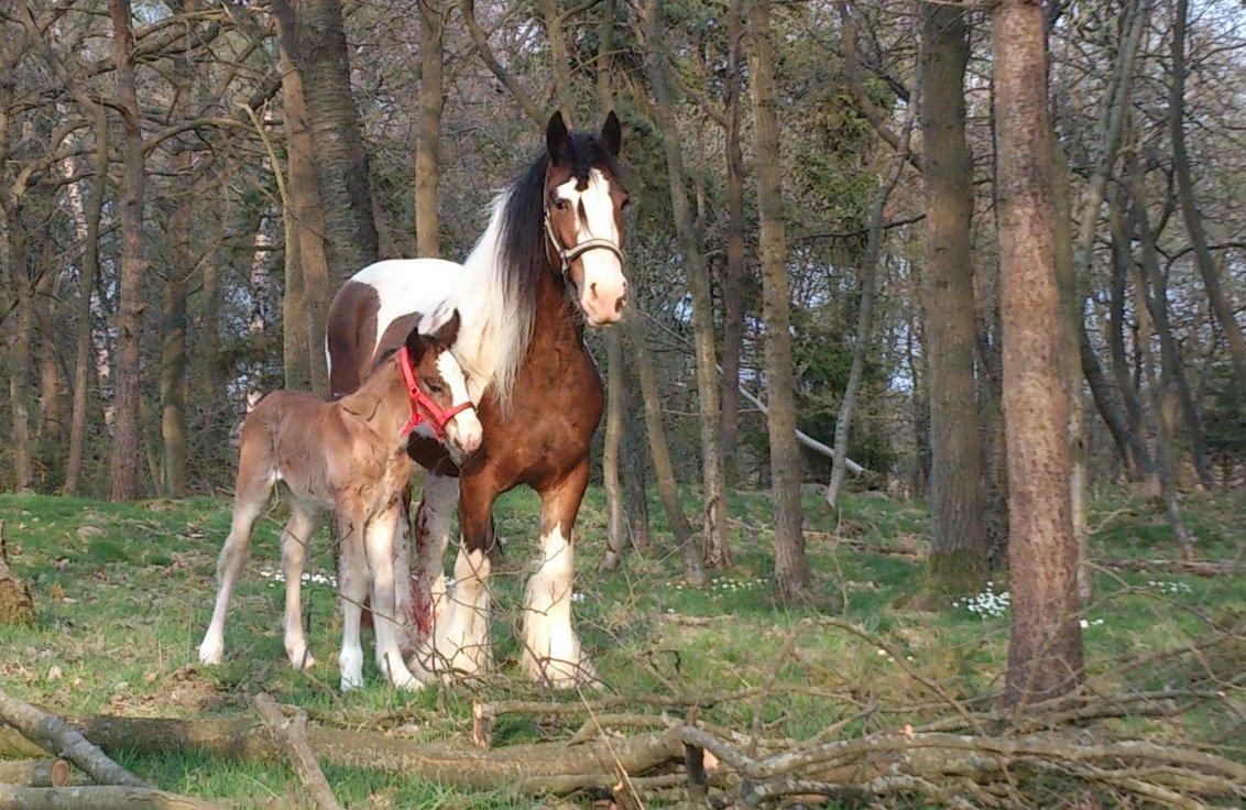 Irish Cob Fenella billede 5