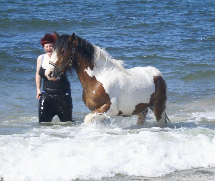 Irish Cob Fenella billede 6