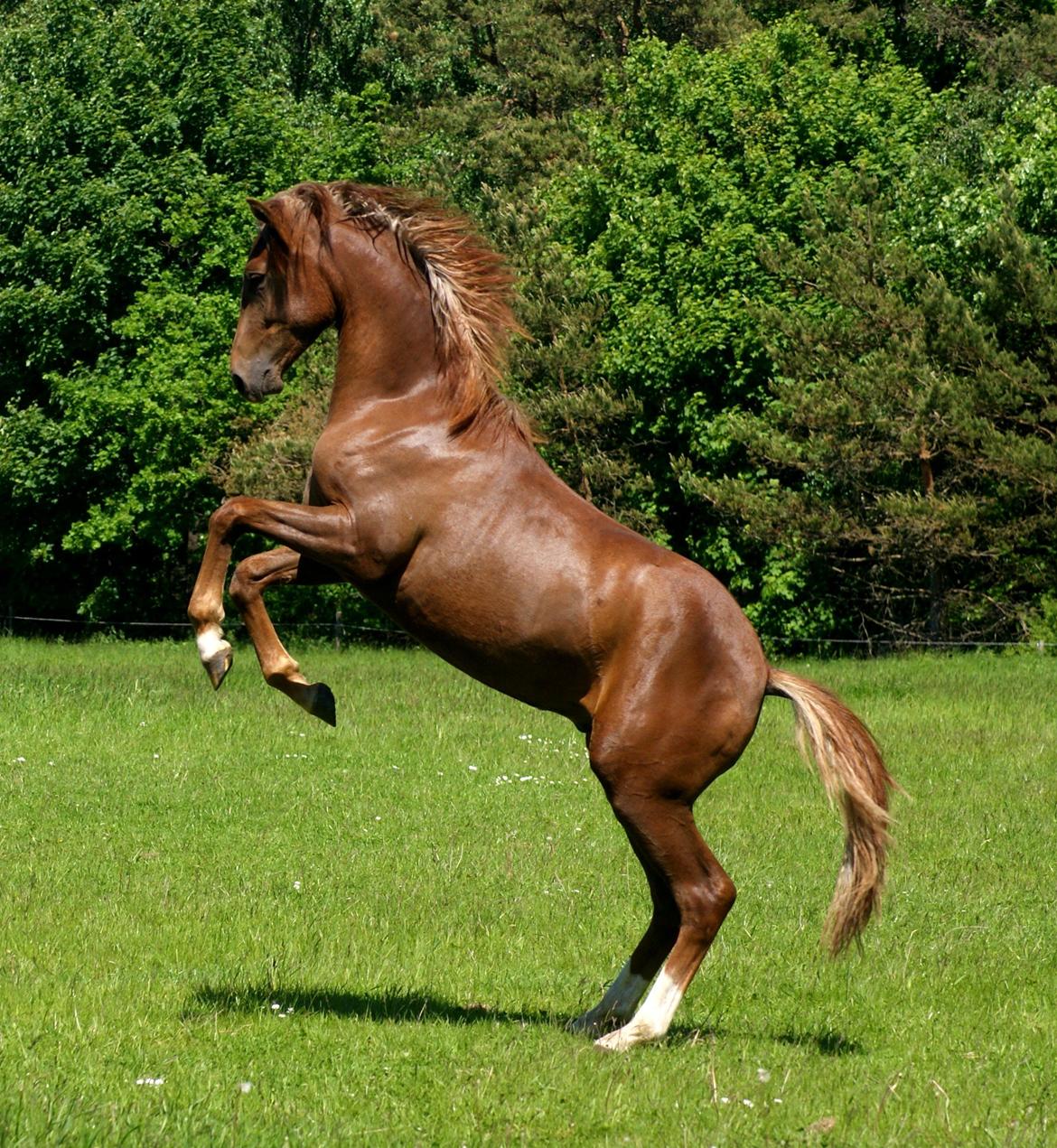 DSP Enzo M - 4 juni 2013 billede 1