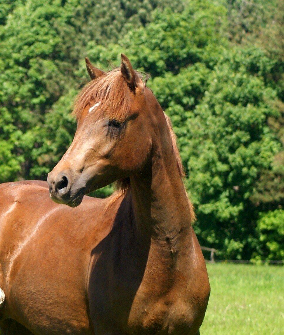 DSP Enzo M - 4 juni 2013 billede 17