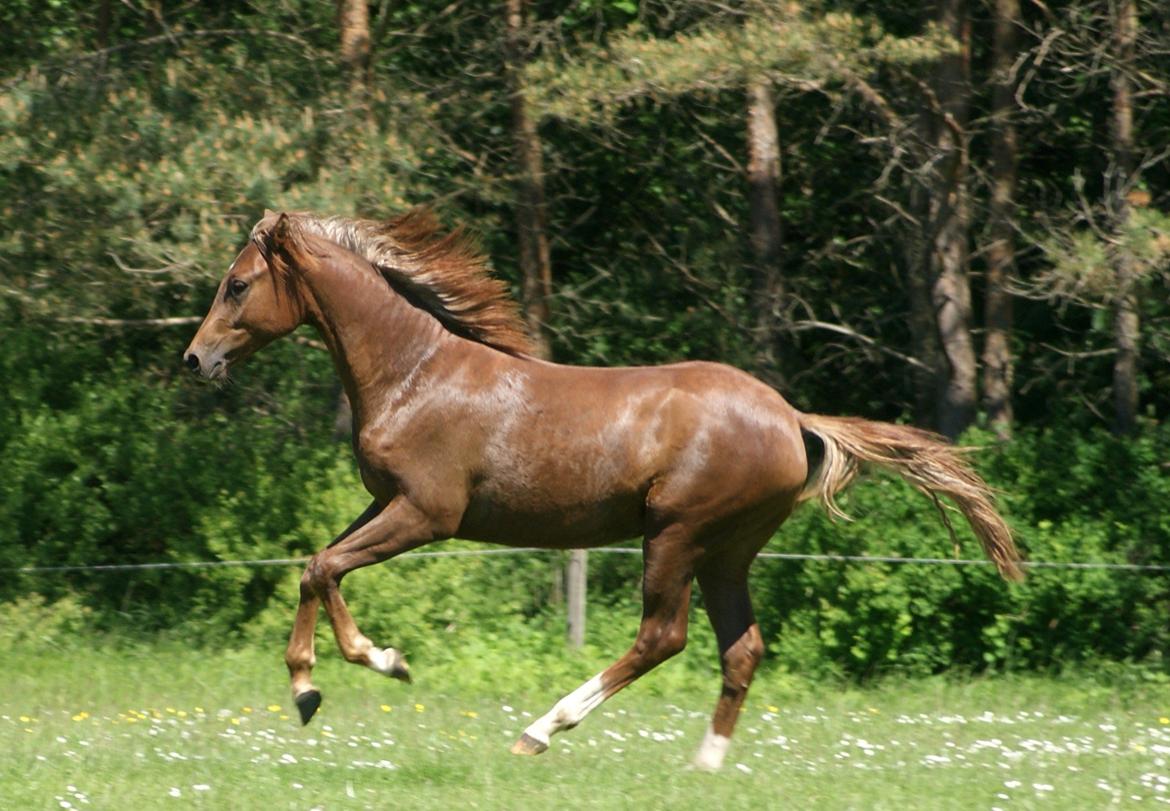 DSP Enzo M billede 18