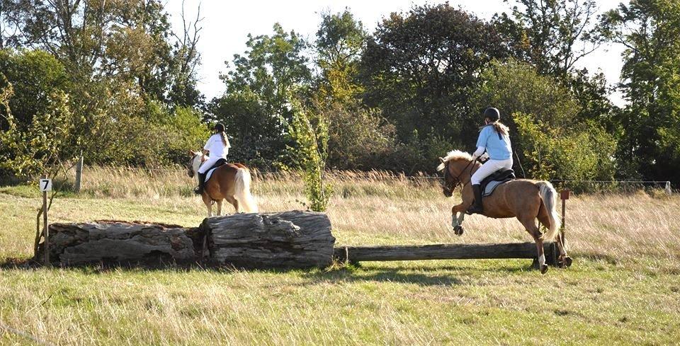 Anden særlig race Pablo - Falken billede 19