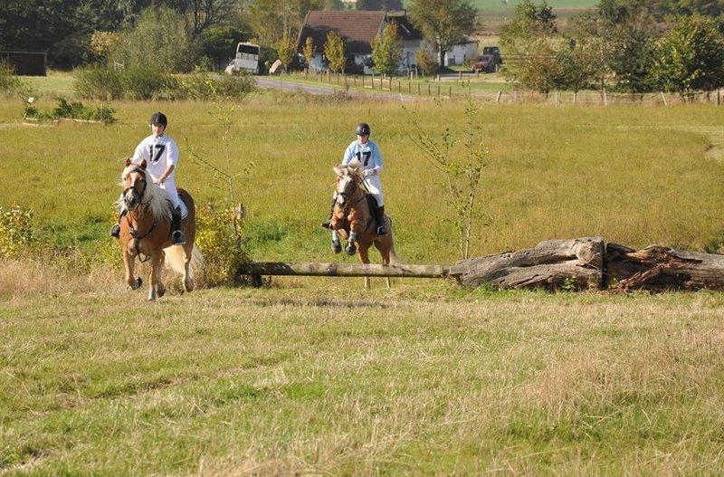 Anden særlig race Pablo - Terræntspring med Frede og Stui! <3 billede 11