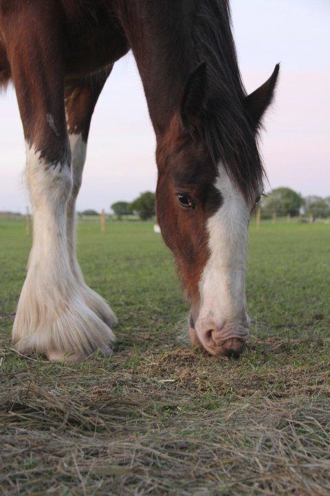 Shire Shirefarm King of Hearts - Juni 2013
 billede 1