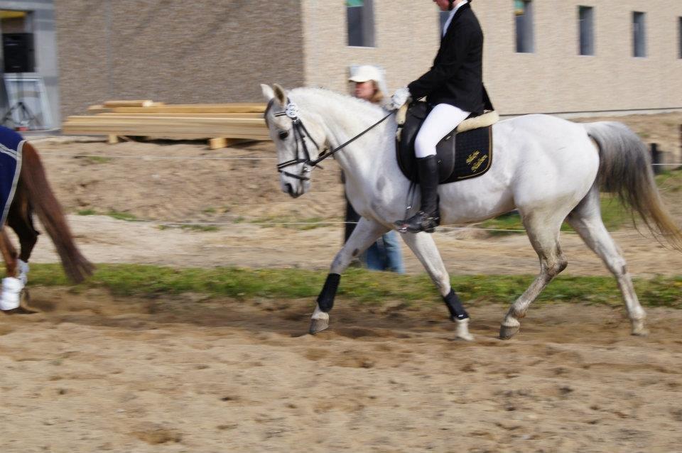 Anden særlig race Miss Dixie billede 3