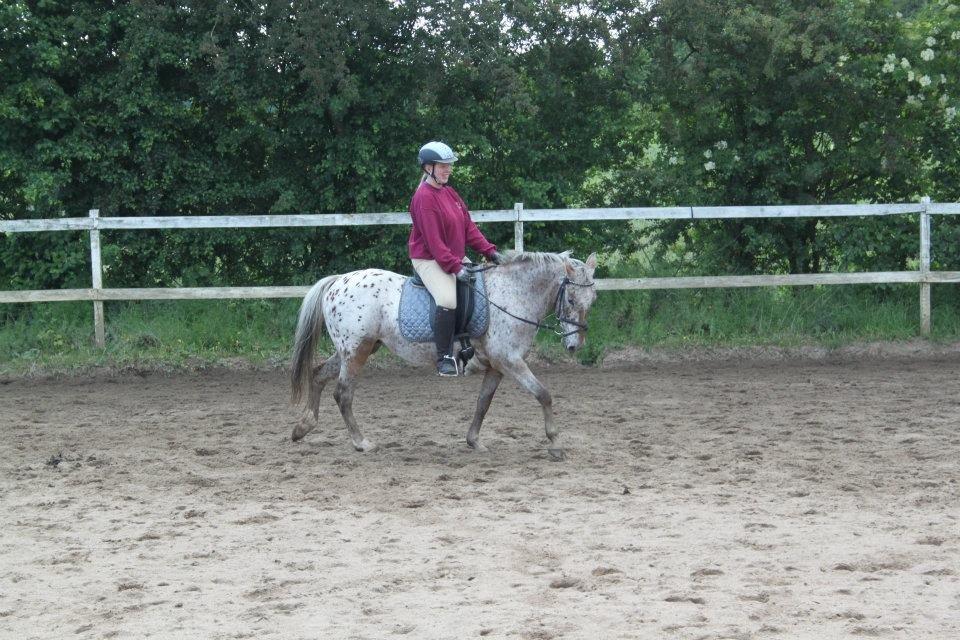 Anden særlig race Joelle "Julle" billede 2