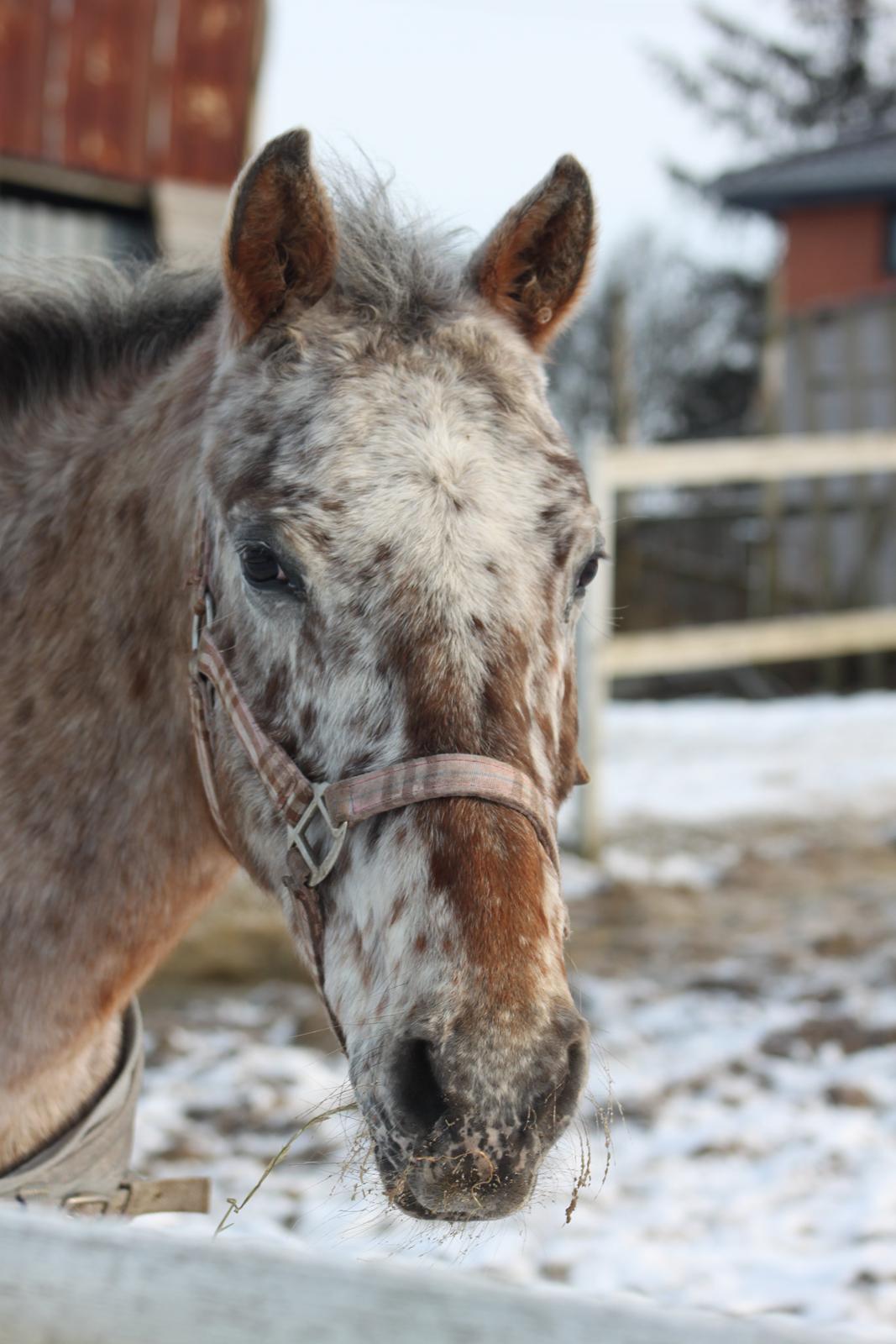 Anden særlig race Joelle "Julle" billede 1