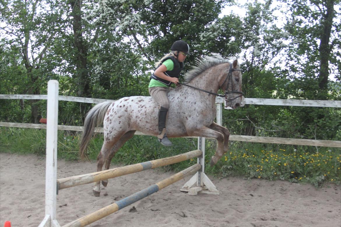 Anden særlig race Joelle "Julle" billede 5