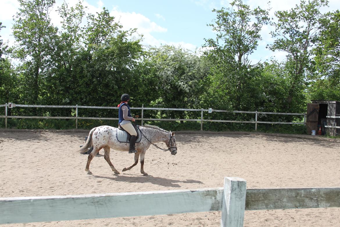 Anden særlig race Joelle "Julle" billede 6
