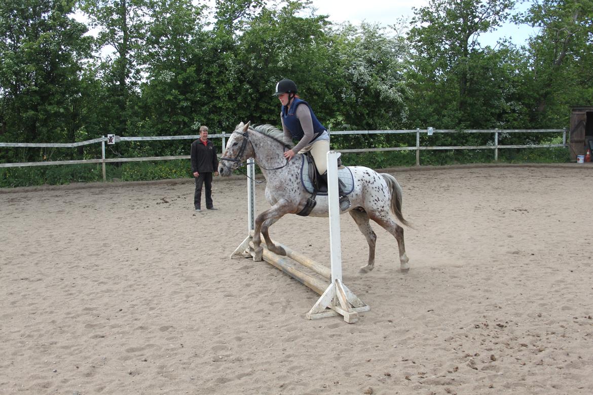 Anden særlig race Joelle "Julle" billede 7