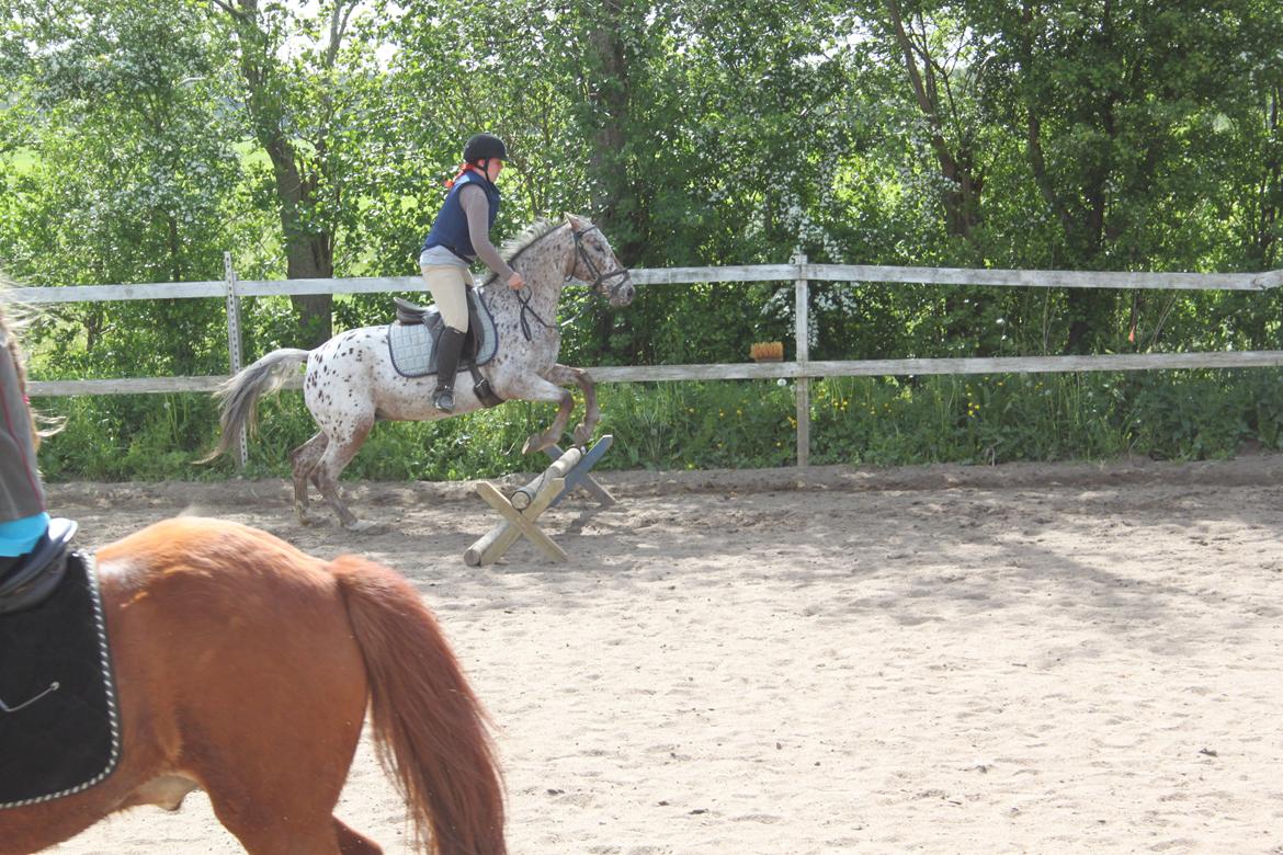 Anden særlig race Joelle "Julle" billede 8