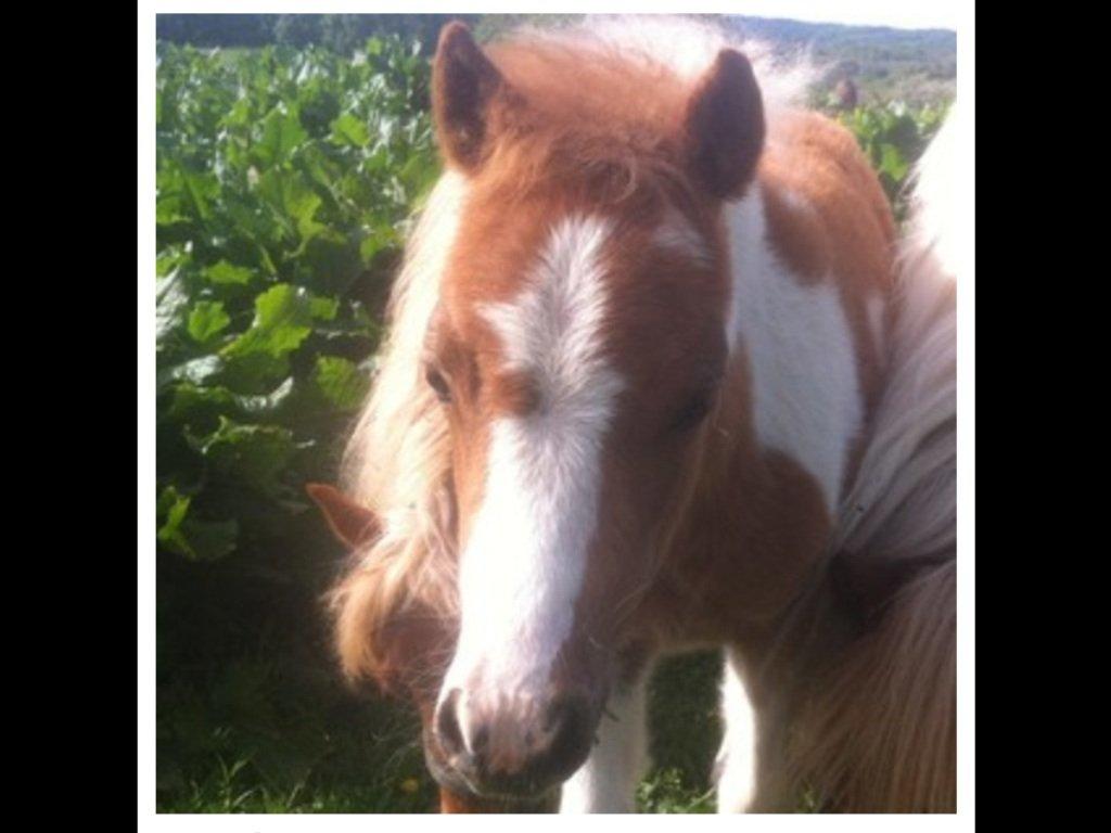 Anden særlig race Rosa -tidligere hest billede 2