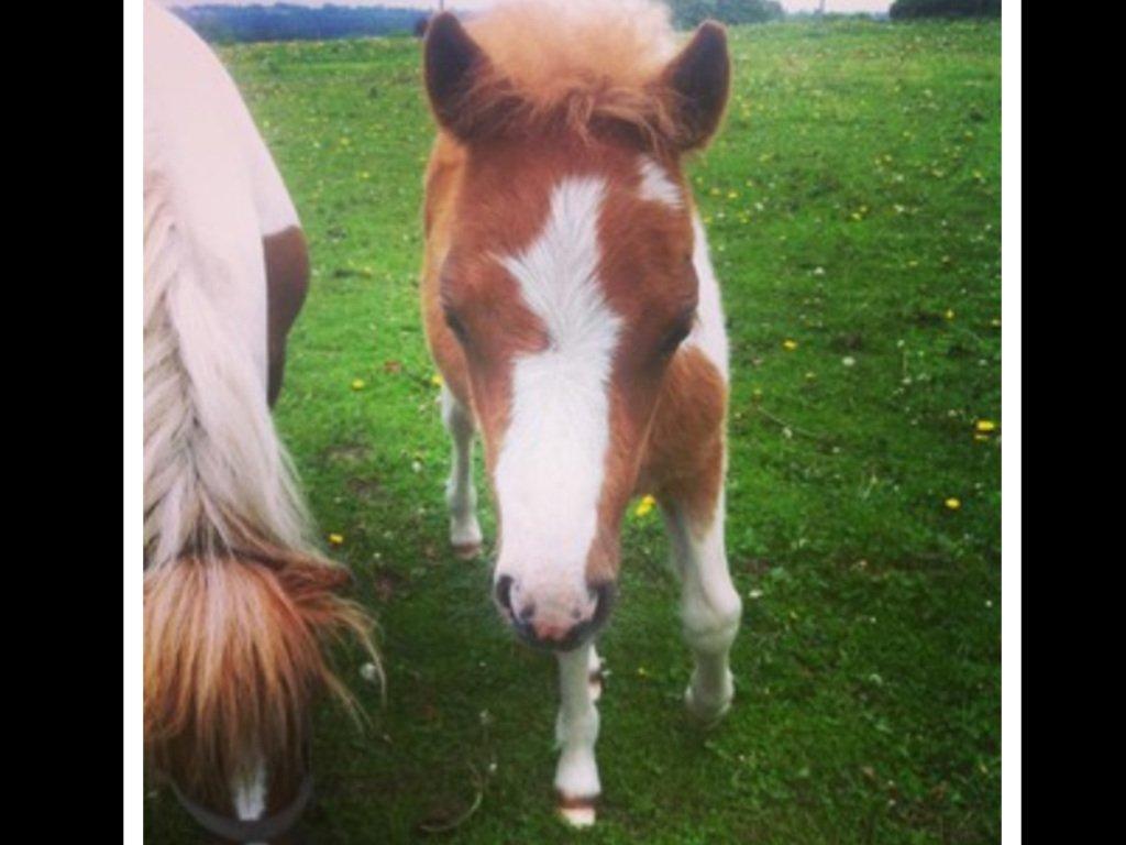 Anden særlig race Rosa -tidligere hest billede 4