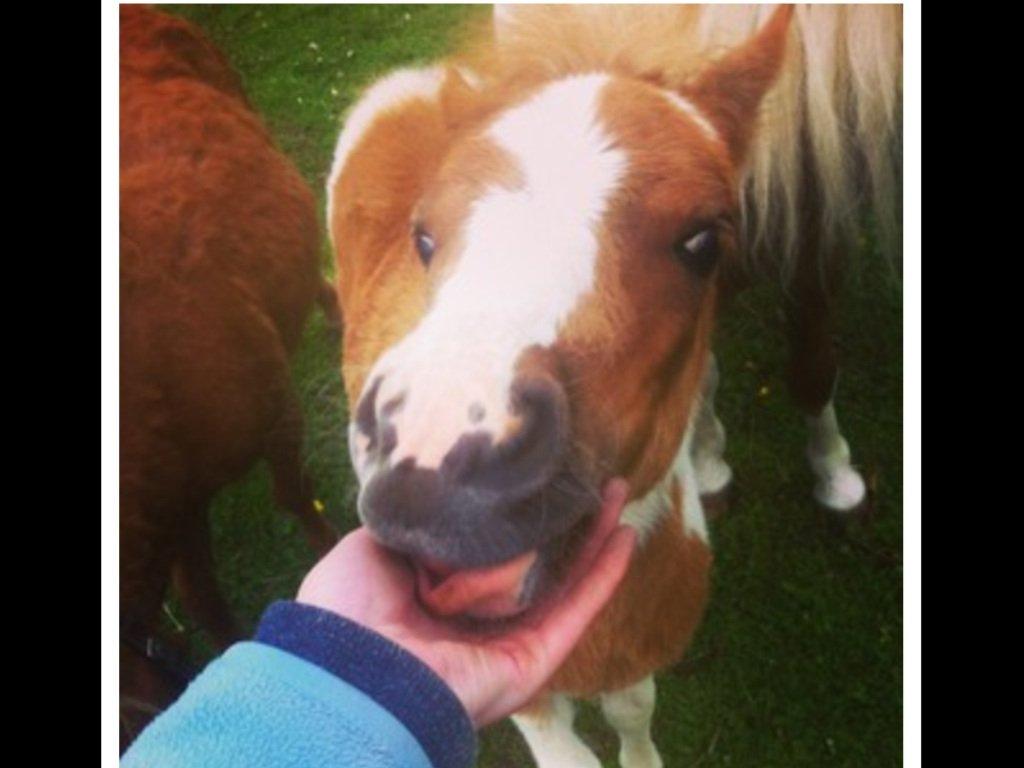 Anden særlig race Rosa -tidligere hest billede 3