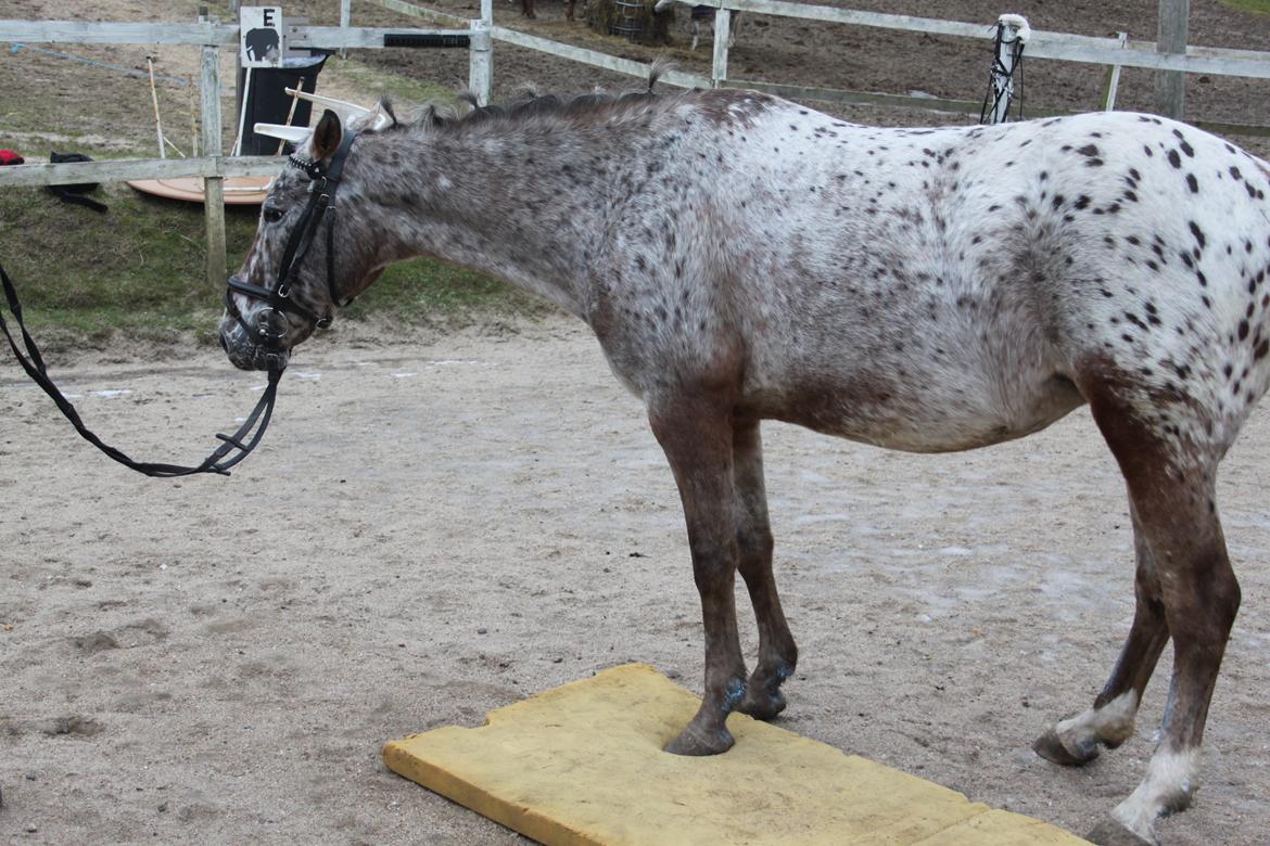 Anden særlig race Joelle "Julle" billede 10