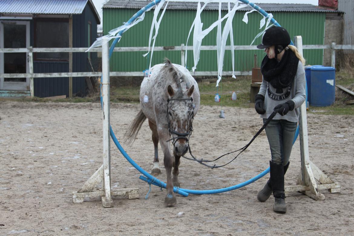 Anden særlig race Joelle "Julle" billede 11