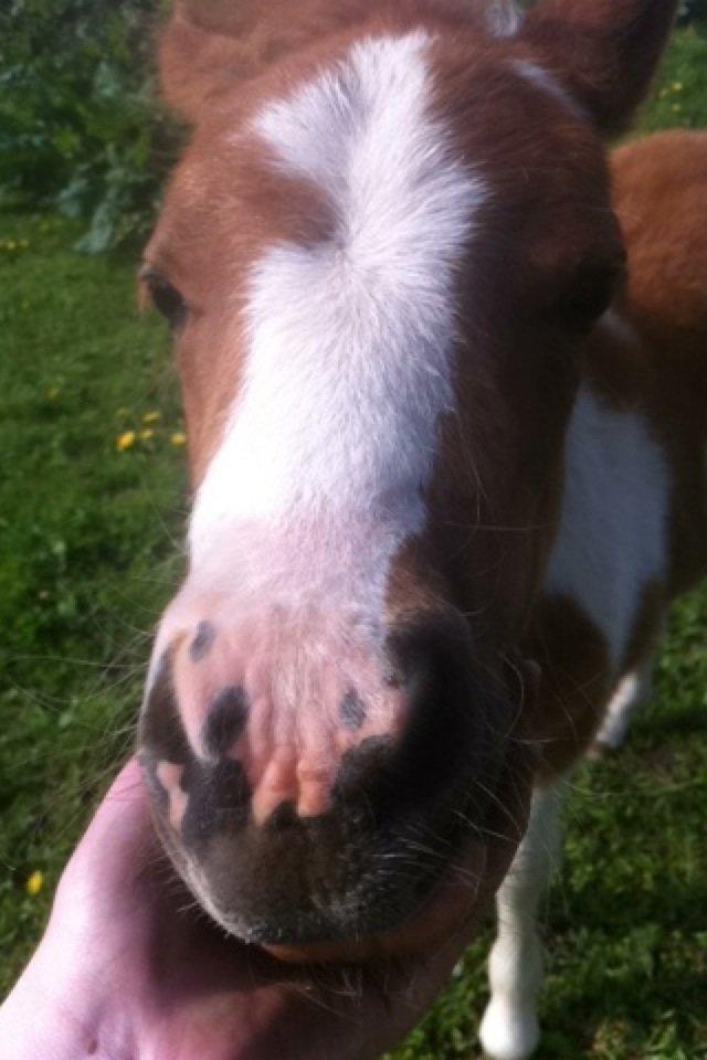 Anden særlig race Rosa -tidligere hest billede 6