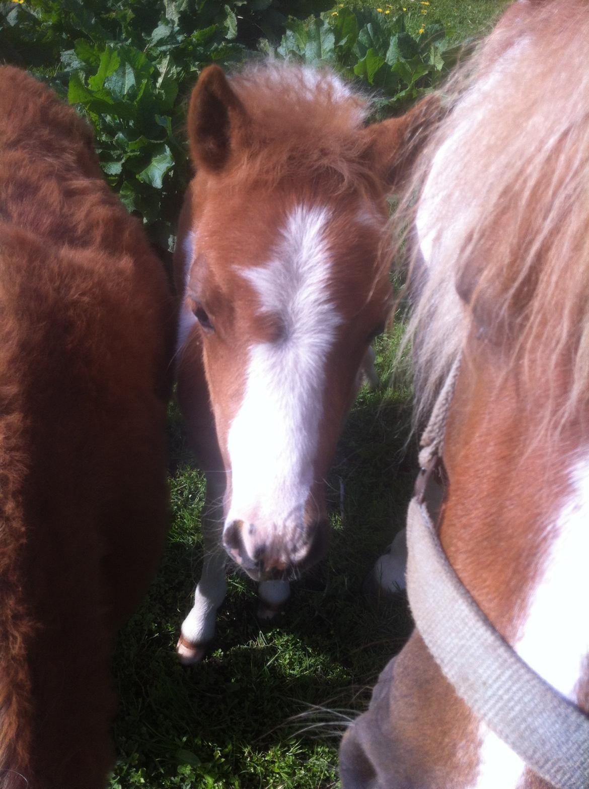 Anden særlig race Rosa -tidligere hest billede 5