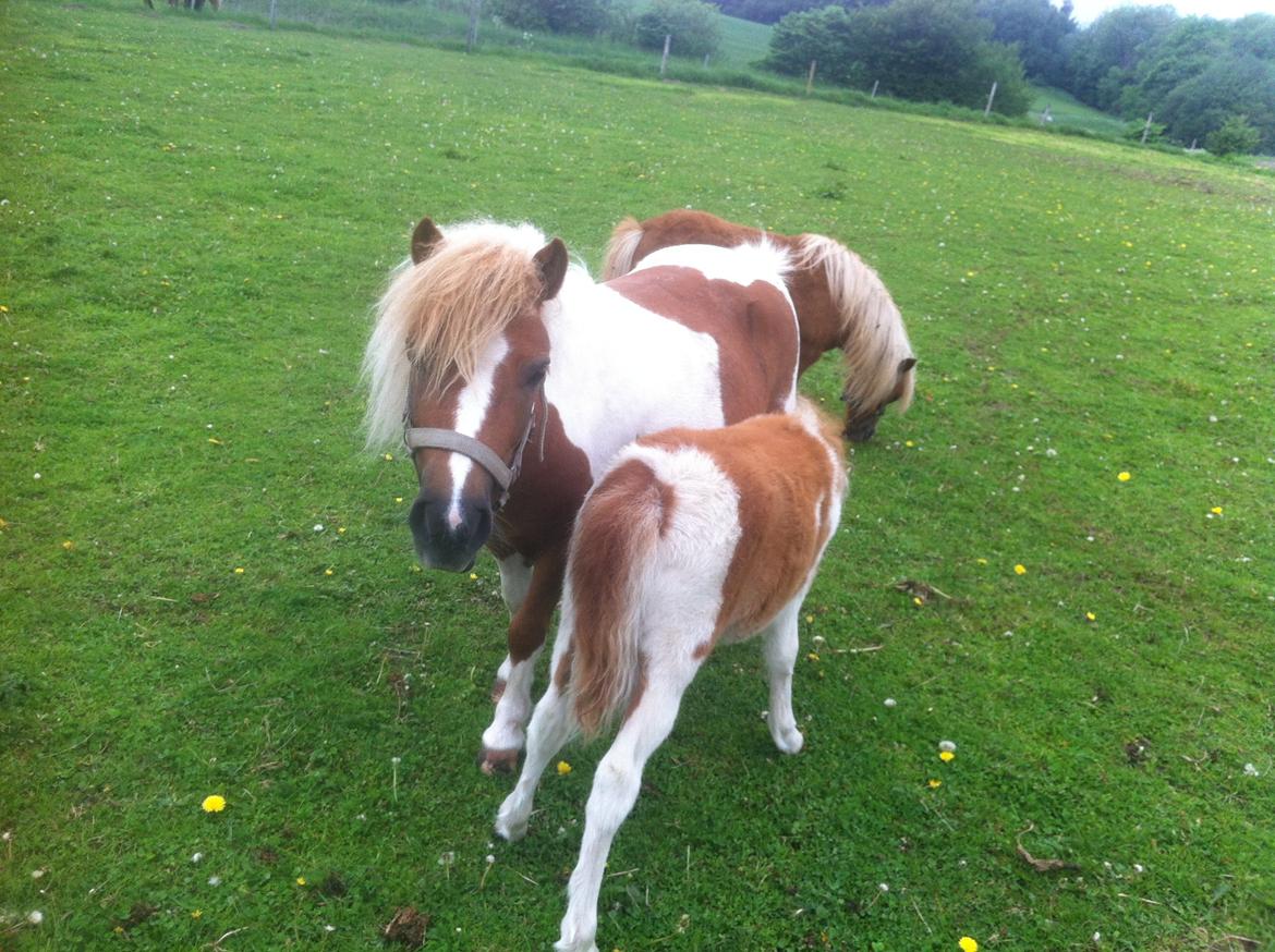 Anden særlig race Rosa -tidligere hest billede 7
