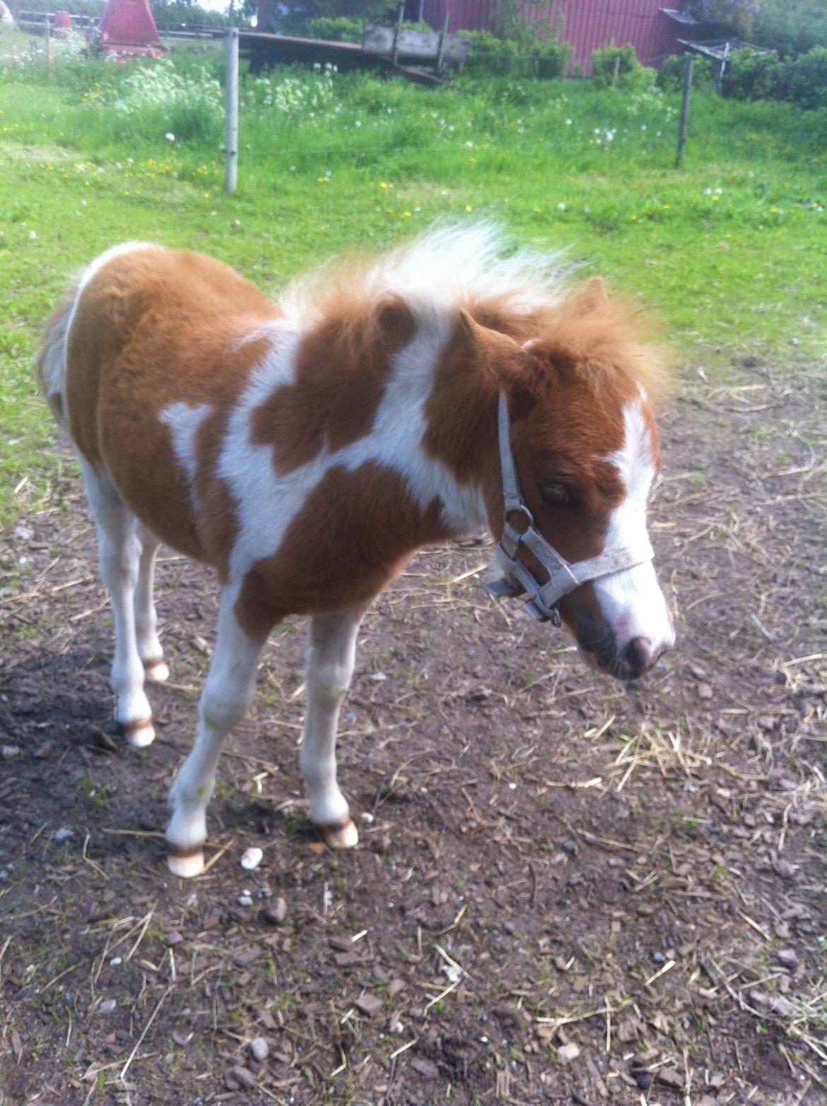 Anden særlig race Rosa -tidligere hest billede 8
