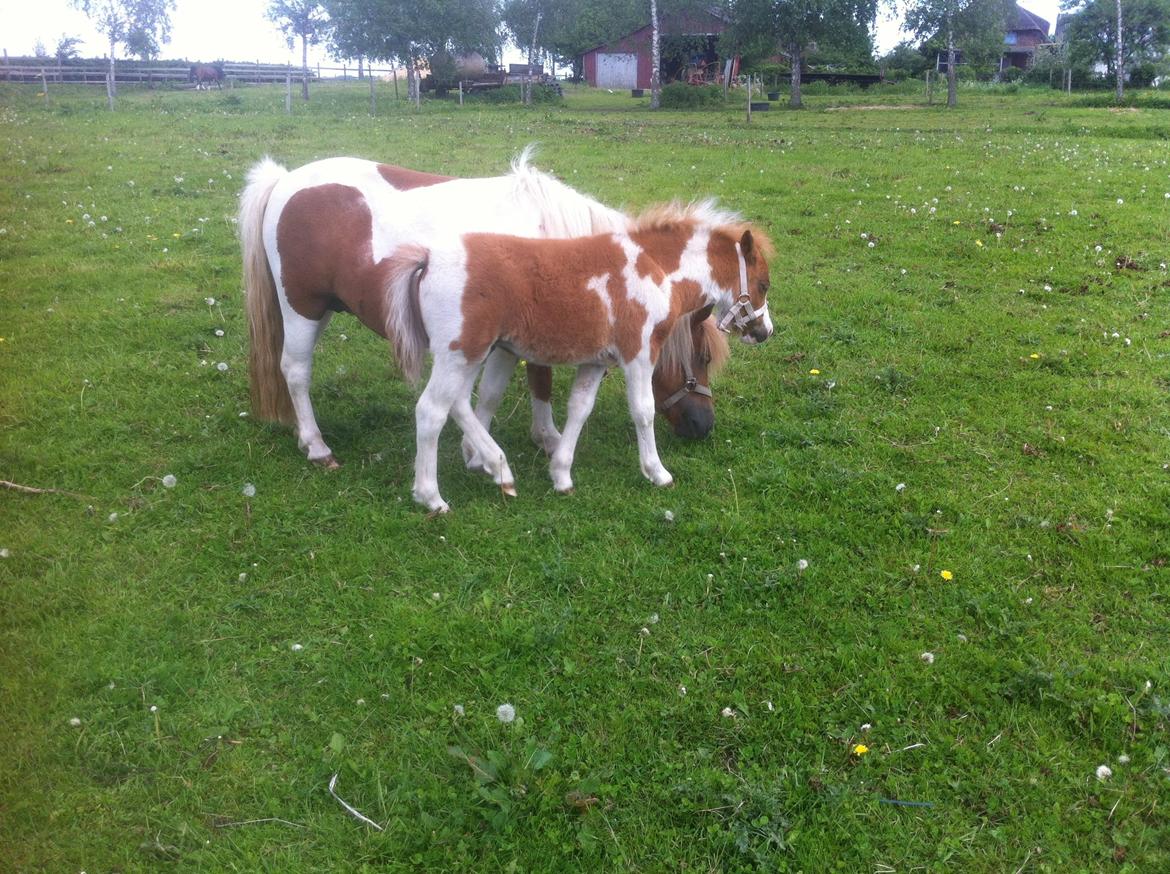 Anden særlig race Rosa -tidligere hest billede 9