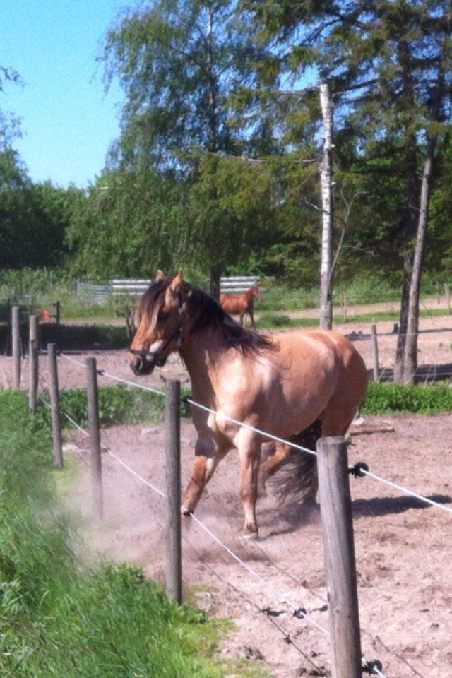 Anden særlig race Dumbledore  - I'm gonna love you to the stars fall down the sky!<3 billede 15