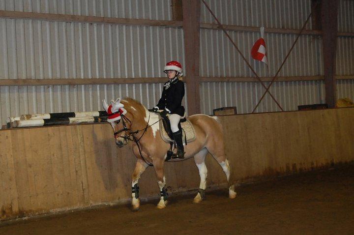 Hollandsk Sportspony Capello Ivo !<3 - Elsker dig!<3 billede 19