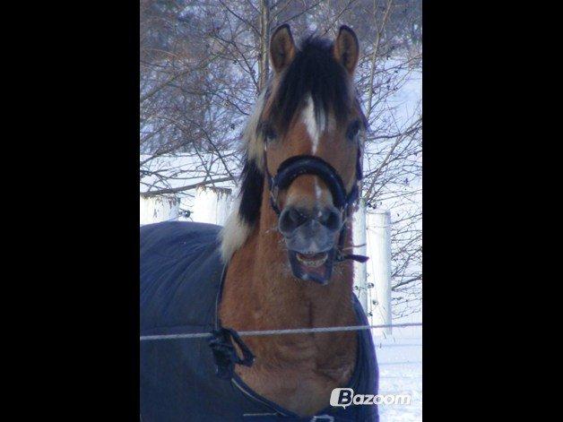 Hollandsk Sportspony Capello Ivo !<3 - Jeg savner dig.. jeg tænker på dig.. du vil altid forblive i mit hjerte.. Jeg elsker dig<3 billede 21